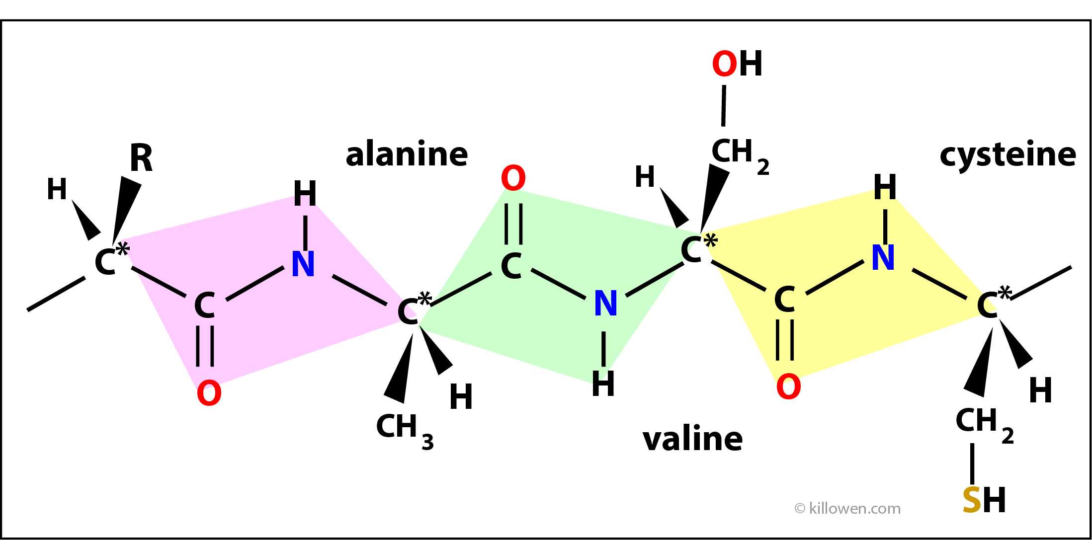 polypeptide